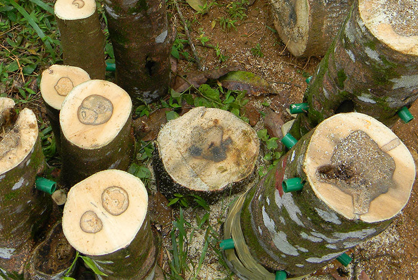 How is oud squeezed from trees?